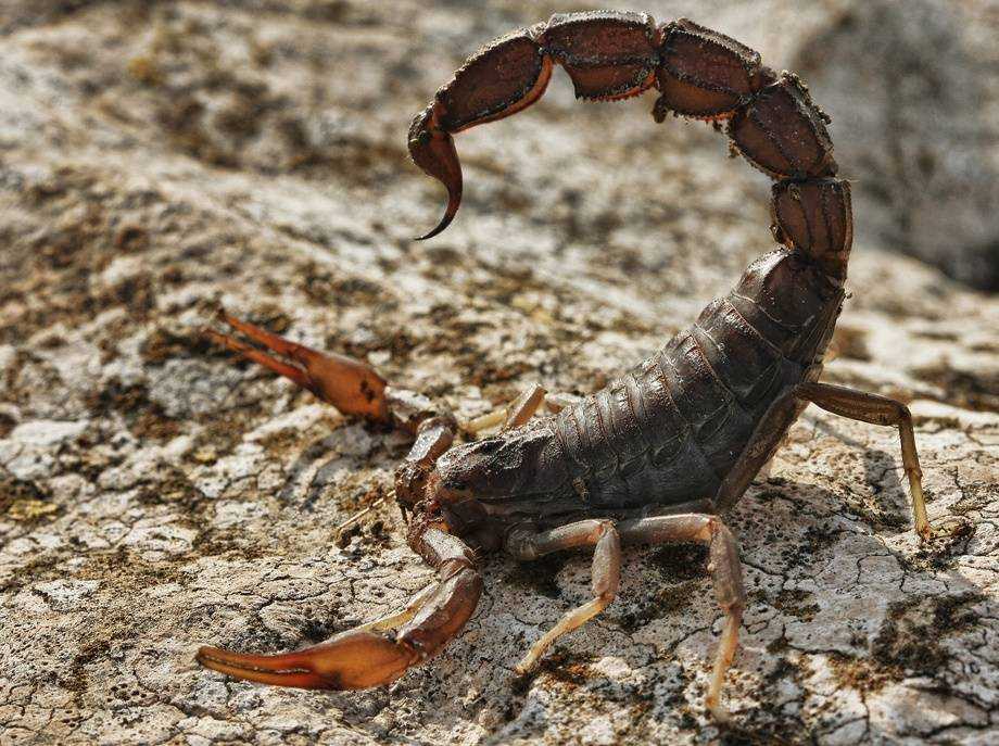 Черный скорпион, плюющийся ядом