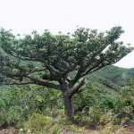 Дерево агатис: описание с фото, распространение, сорта и виды