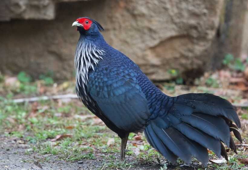 Непальский фазан