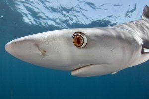 Интересные факты про акул: описание, характеристики и фото