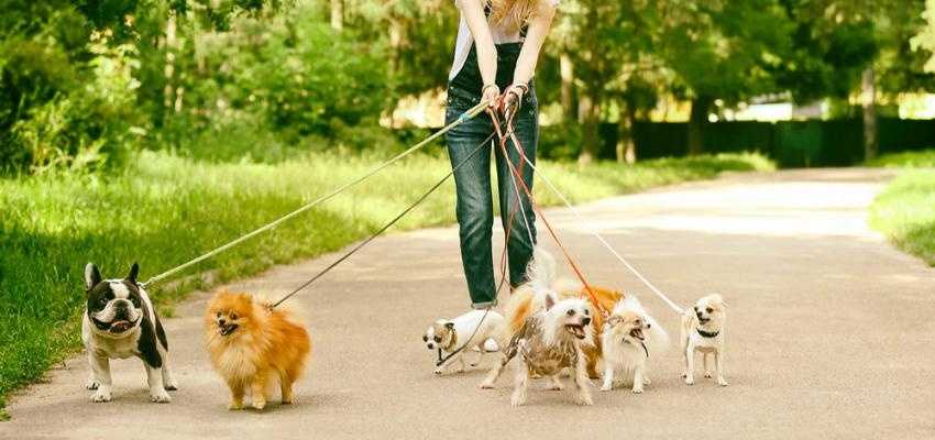 прогулка с собаками