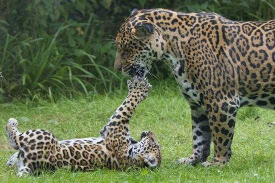 Самка ягуара с детенышем