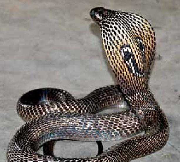 Самый опасный вид змей