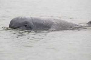 Иравадийский дельфин. Описание вымирающего вида