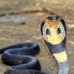 Змеи в Таиланде: описание, фото. Опасные змеи Таиланда