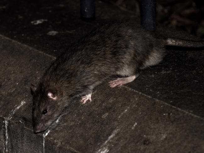 крысы в метро москвы