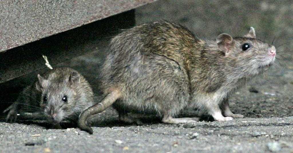 крысы мутанты в метро фото