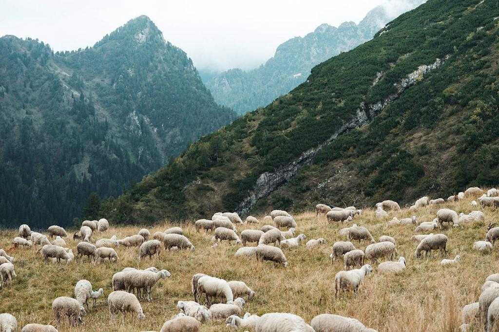 Разведение овец в горах.