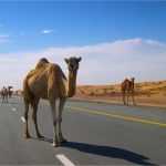 Корабль пустыни: 19 и один интересный факт о верблюде