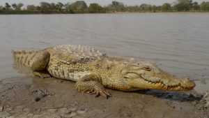 Африканский крокодил: виды, распространение