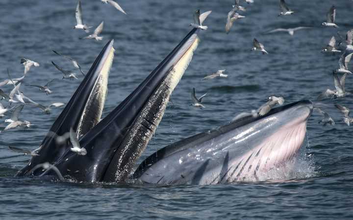 Полосатик Брайда - хищный кит