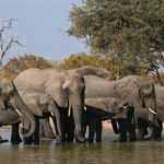 Сколько весит слоненок при рождении: интересные факты о слонах, примерный вес по месяцам