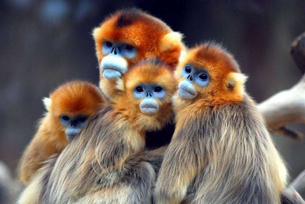 Семейство обезьян