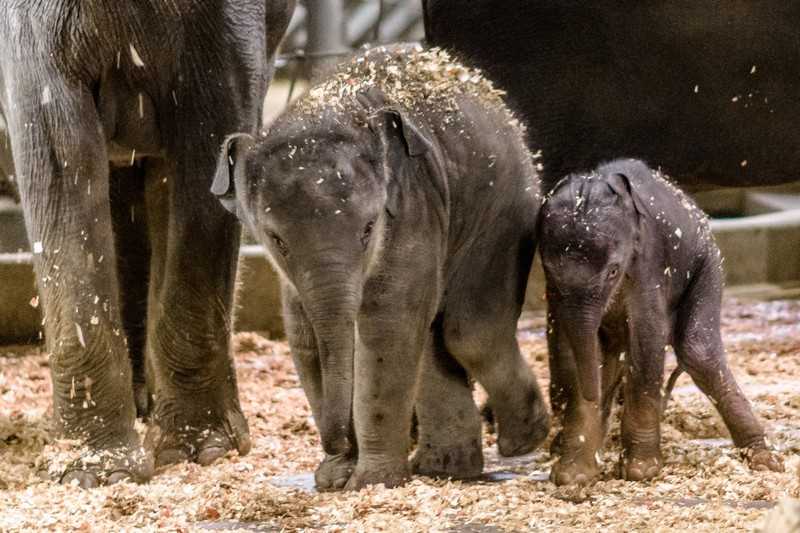 Сколько весит родившийся слоненок