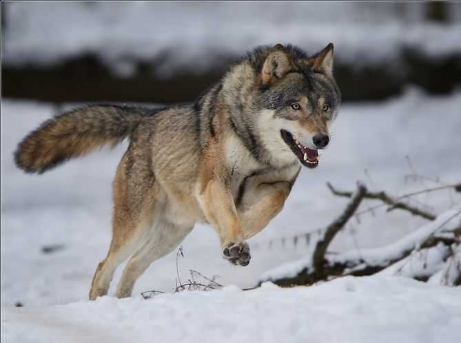 Бегущий волк
