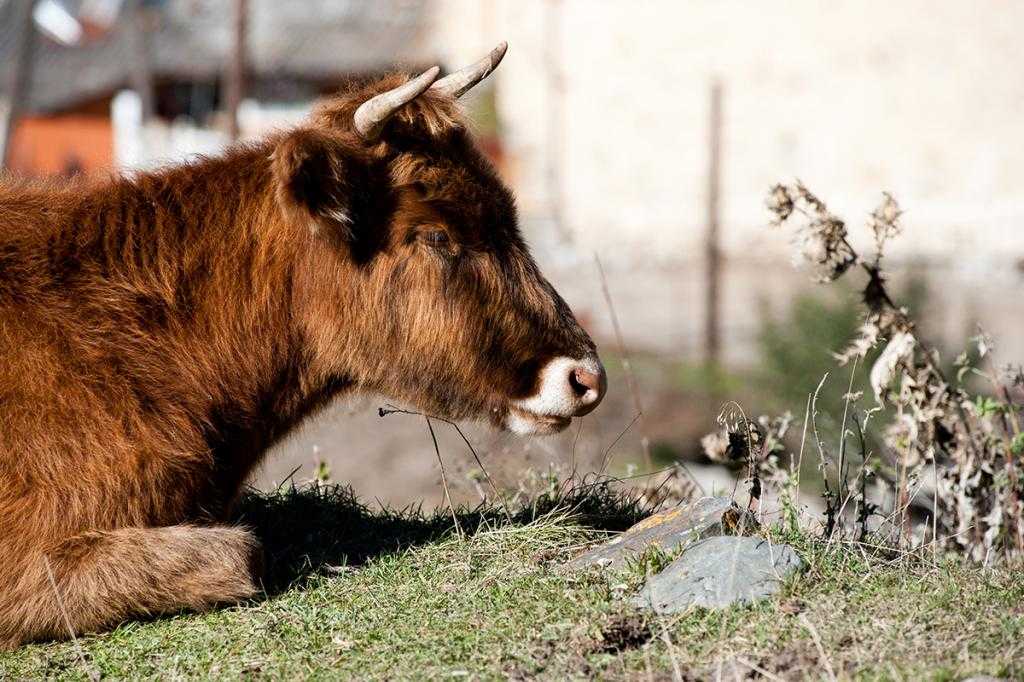 корова в хозяйстве Осетин
