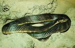 Среднеазиатская кобра: описание, размножение, где обитает