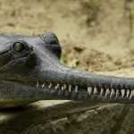 Как называется крокодил с узкой мордой? Краткое описание вида