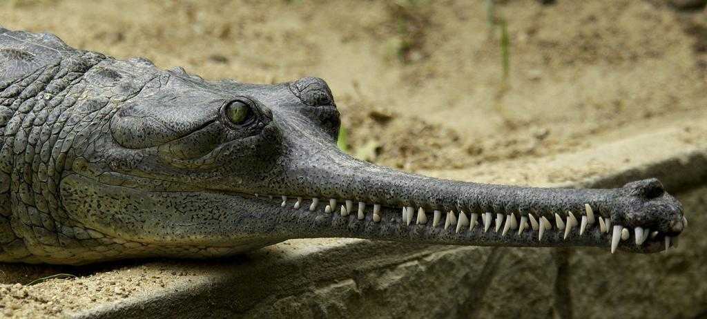 крокодил гавиал с узкой мордой