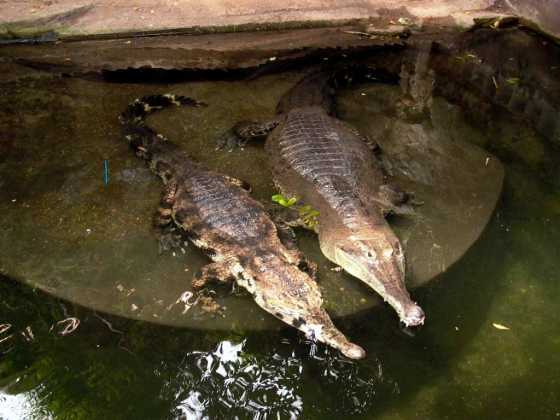 Узкорылый крокодил