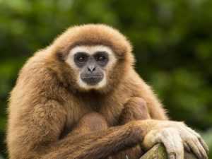 Гиббон - это разумная обезьяна. Места обитания, образ жизни и нрав гиббона