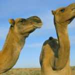 Дромадер - это одногорбый верблюд: описание животного, среда обитания