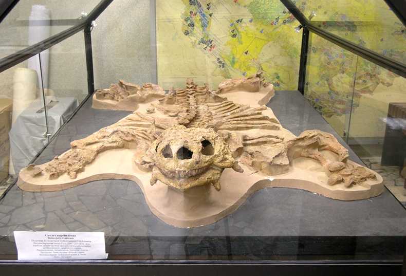 Скелет парейазавра