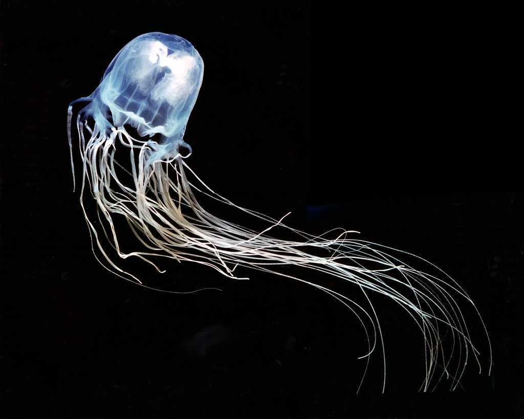 Коробчатая медуза