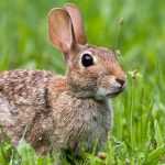 Отряд зайцеобразные: несколько интересных фактов о зайцах и пищухах