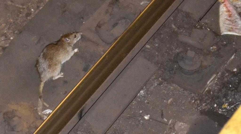 большие крысы в метро