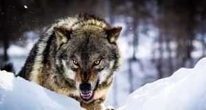 Охота на волков: почему волки боятся красных флажков
