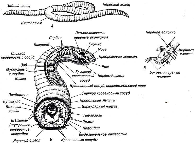 строение червей