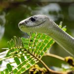 Самая быстрая змея: строение и способы передвижения