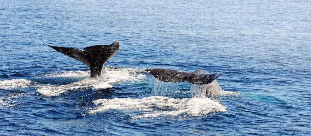 Наблюдение за китами в России