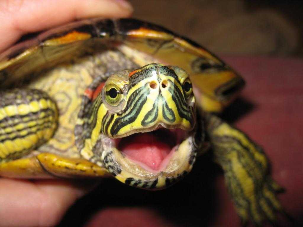 Зубы у красноухой черепахи