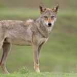Индийский волк: описание подвида, распространение, характерные черты