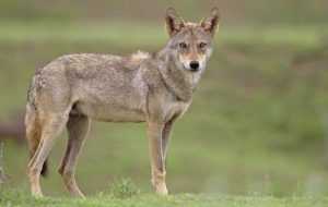 Индийский волк: описание подвида, распространение, характерные черты