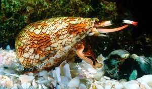Ядовитый брюхоногий моллюск конус: виды, описание, строение