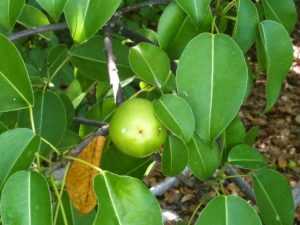 Манцинелловое дерево: где растет, свойства яда, польза и вред