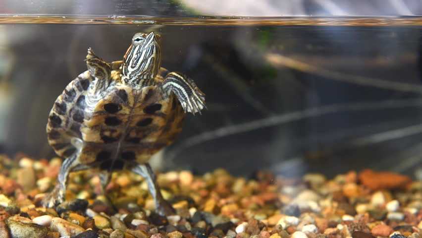 Красноухая черепаха в аквариуме