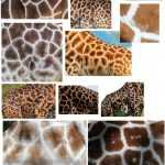 Жираф - это млекопитающее из отряда парнокопытных. Описание, ареал обитания и образ жизни жирафа