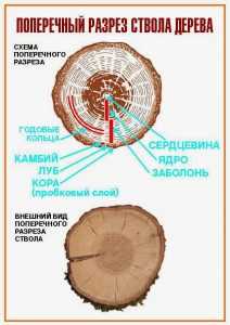 Заболонь – это основной слой древесины