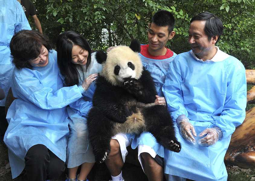 Панда и люди