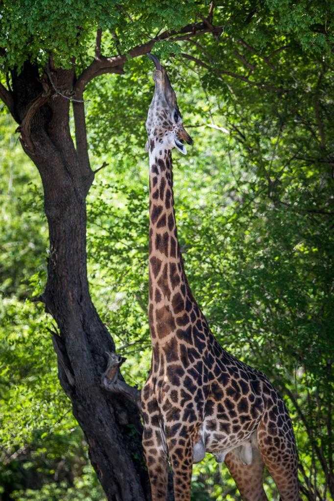 Самец жирафа