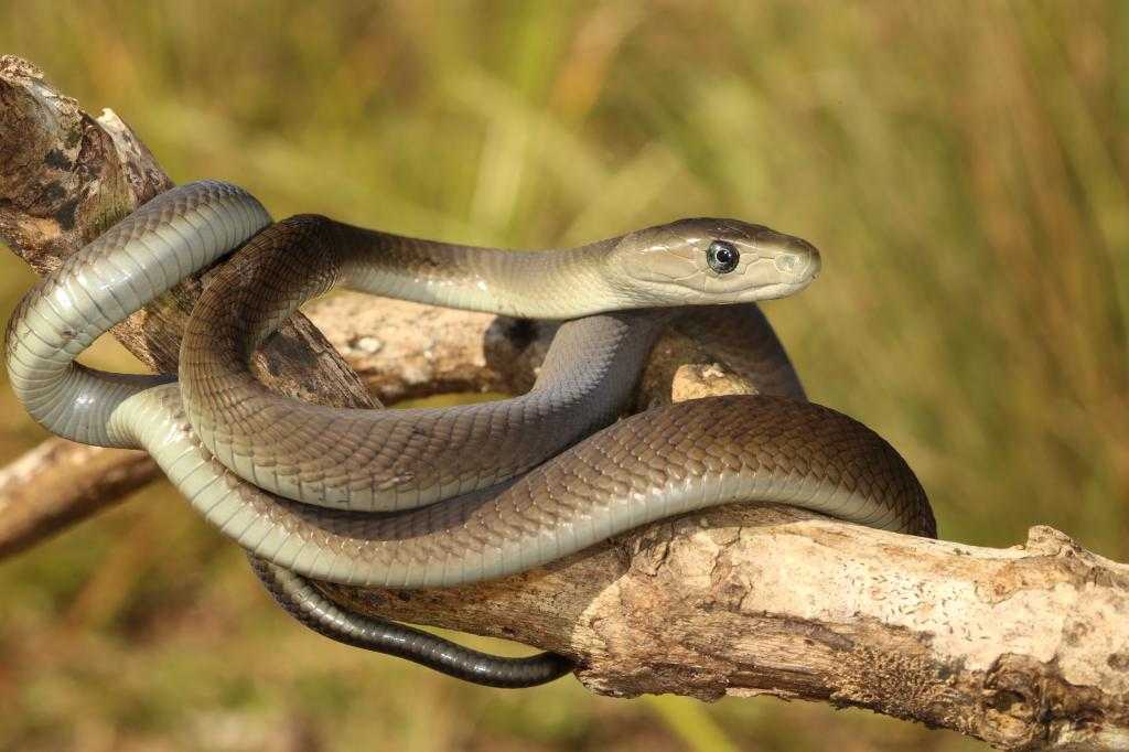 Самая быстра в мире змея на дереве