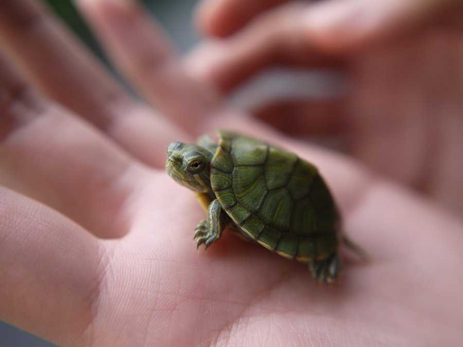 маленькая красноухая черепаха