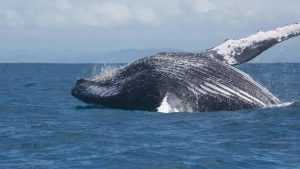 Где можно увидеть китов в природе? Где живут киты? Сколько видов китов существует