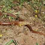 Ящерица желтопузик - это не змея! Описание и фото удивительного существа