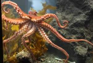Чем отличается кальмар от осьминога? Описание, характеристики, различия