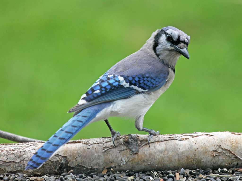 Серая птица с голубыми крыльями